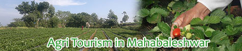 Agri Tourism in Mahabaleshwar - A visit to Strawberry Farms and pluck them too